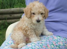 adorable young poodle