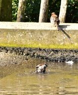 sparrows in a puddle