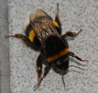 closeup of a bumblebee