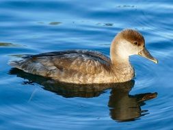 Wild duck bird in blue water