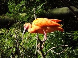 orange exotic bird with a long beak