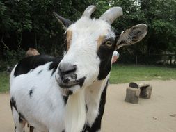 black and white goat in a zoo