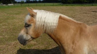 brown horse head against green field