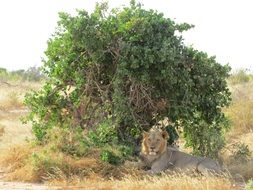 lion lies in the shade under a tree in Africa