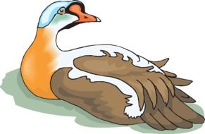 goose with brown wings as an illustration