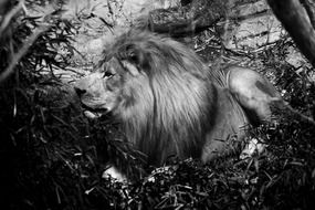 Lion with big Mane in wild, black and white