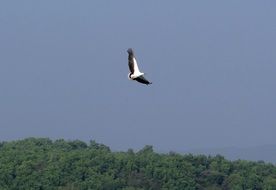 white-bellied sea eagle in wide flight