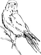 Staring Bird drawing