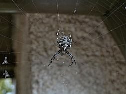 Crusader spider on the white web