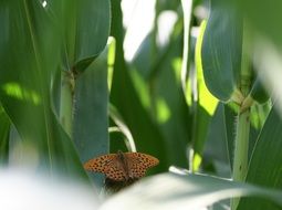 Butterfly on corn leaves