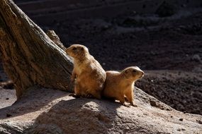 gophers on a stone