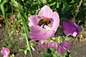 bee on meadow cranesbill