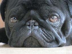 Beautiful black lying pug