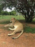 White lion is resting