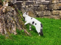 white Cat at old stone wall