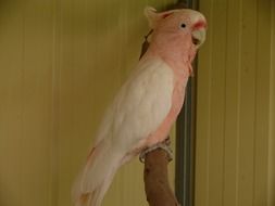 pink cockatoo on a branch