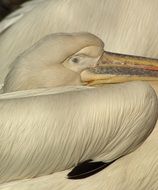 sleeping white pelican