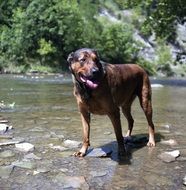 brown dog on the river