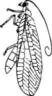 drawn crawling beetle
