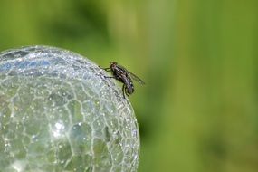 fly on a crystal ball