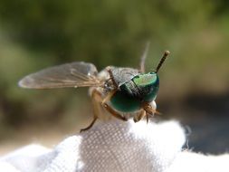 Horsefly with green Compound Eyes, macro