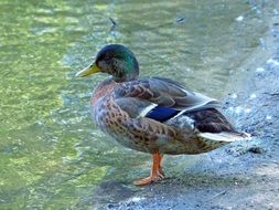 delicious Duck Water Bird