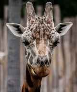 Giraffe Horns close-up on blurred background