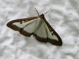 butterfly with a black rim on the fabric