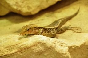 attractive Lizard