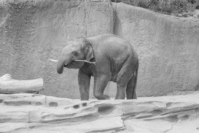 Elephant Black White