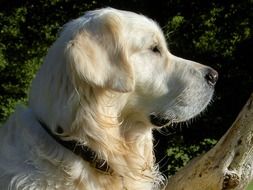 Retriever's muzzle in profile