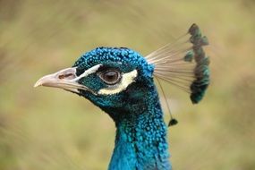 Blue head of Peacock closw up