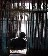 grey Pigeon lays in cage