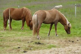 Two horses in a pasture in Iceland