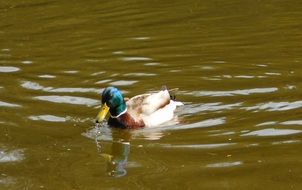 bright mallard in a pond