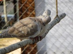 two pigeons on a branch in a cage