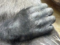 gorilla hand