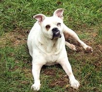 white english bulldog lying on green grass