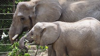 young and mature Elephants feeding in Zoo