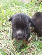 Black Puppy Dog