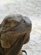 iguana with closed eyes