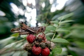 grasshopper on the raspberry