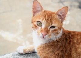 beautiful Kitten Animal
