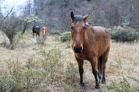 long-haired horse