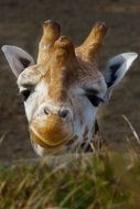 Good morning with giraffe