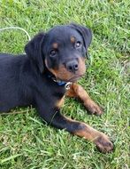 young rottweiler outdoor