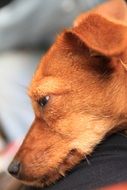 cute red dog head