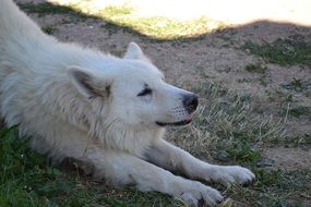 Swiss white shepherd on a hill with green grass
