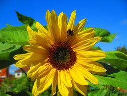 Sunflower Bright Yellow