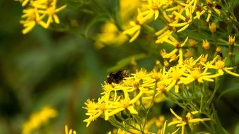 bumblebee on yellow wildflower